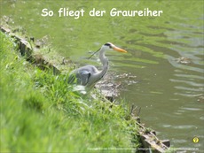 Graureiher-Flug-Fotopräsentation.pdf